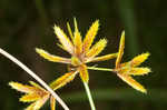 Sharpscale flatsedge